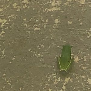 Meet your Posher, Meckayla